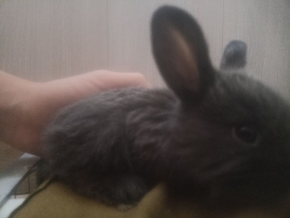 Кролики,дети.    .