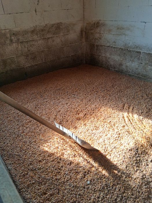 Porumb de vanzare 1.20 lei/kg