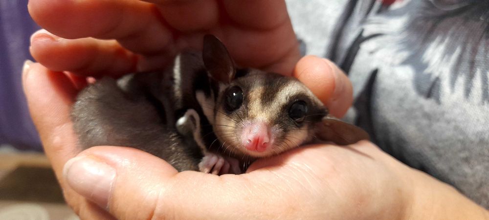 Sugar glider/veverite zburatoare de vânzare Satu Mare • OLX.ro