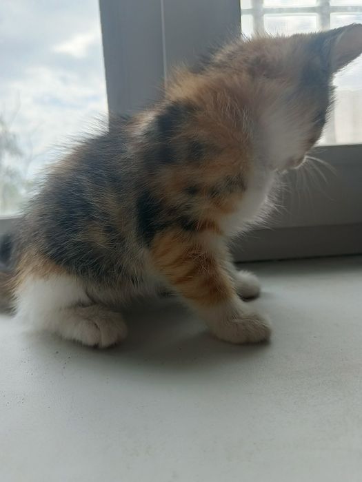 Отдам котенка в хорошие руки