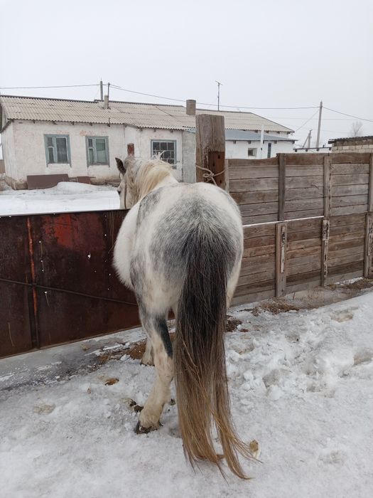 Продам или обменяю.