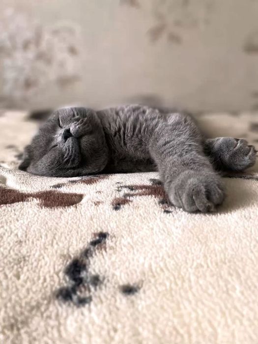 Шотландская кошка
