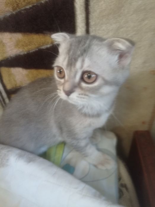 Продам котят скотиш фолд.
