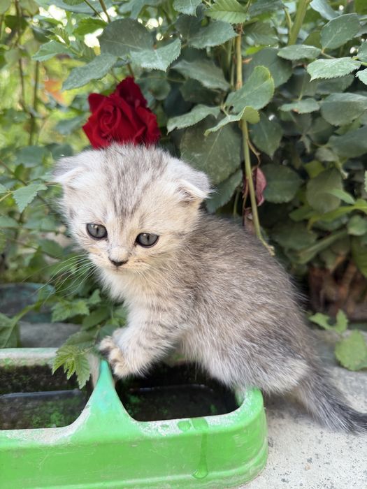 Котята Scottish Fold и Страйт
