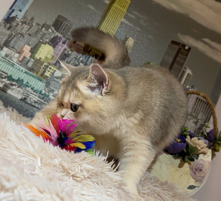 Fetita British Shorthair Golden Blue cu pedigree