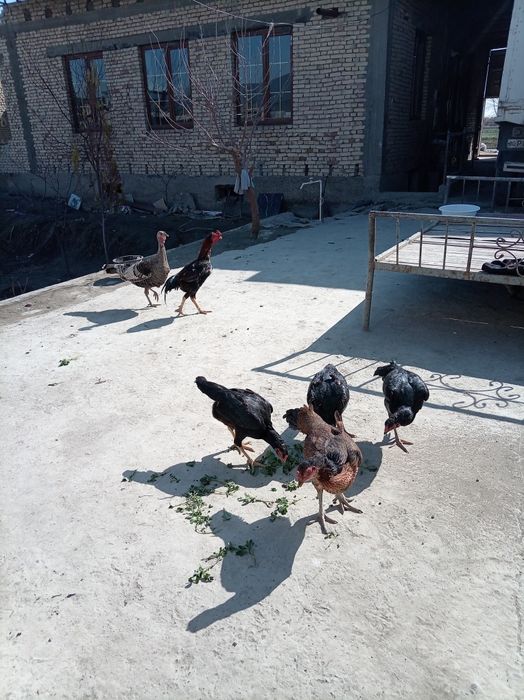 Dakan tuxumlari sotildi