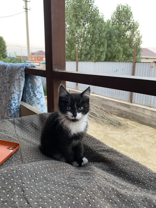 Маленький котёнок чистый