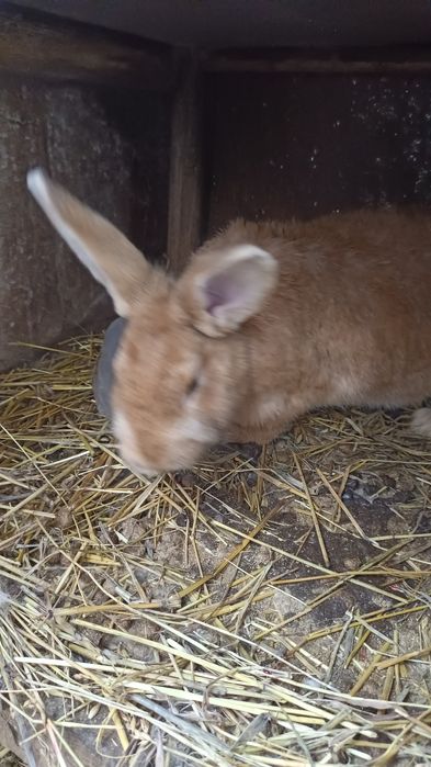 Продажа Кроликов