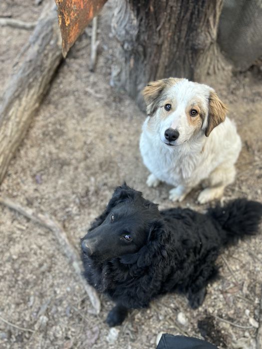 Donez 2 caini talie medie