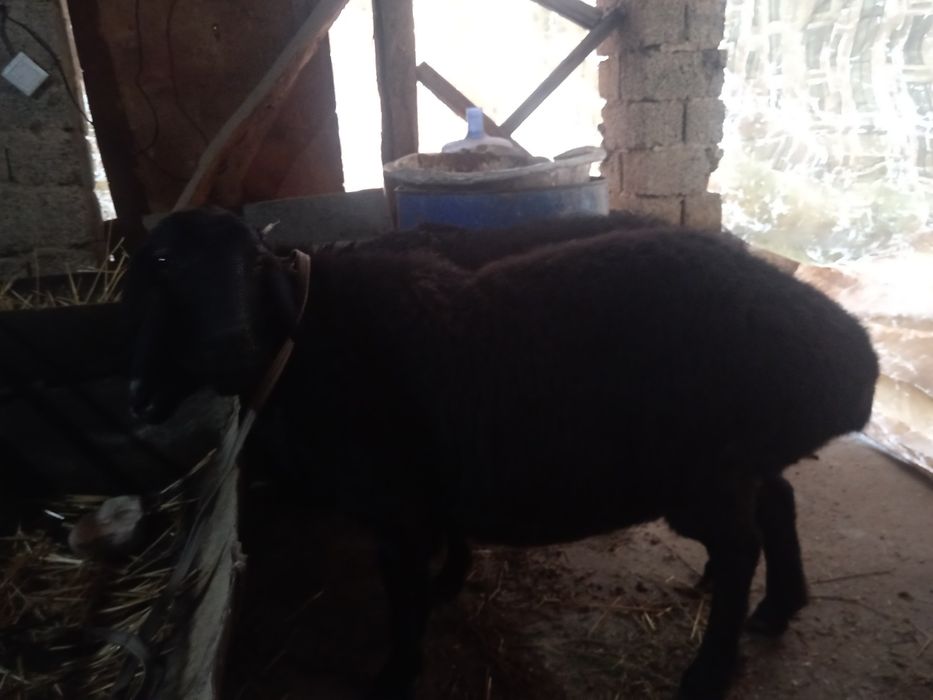 Nasldor sogliq bogoz qoy ургочи богоз