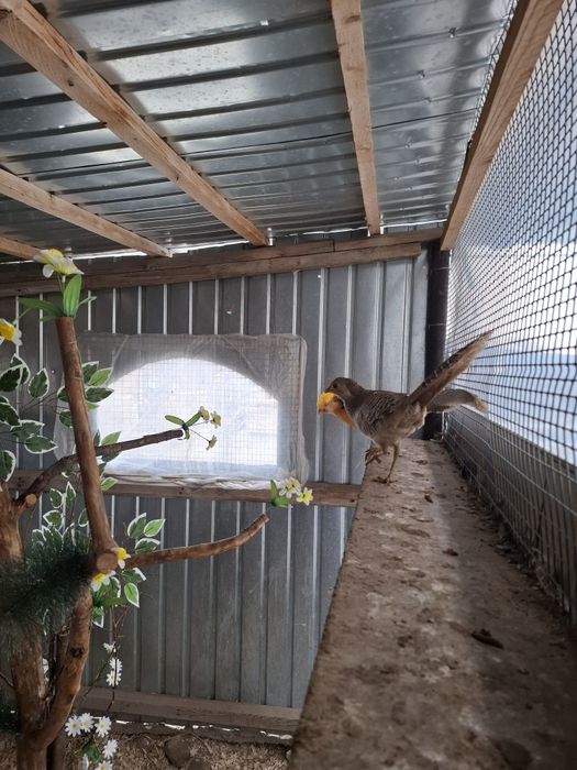 Продам фазанов лимонный