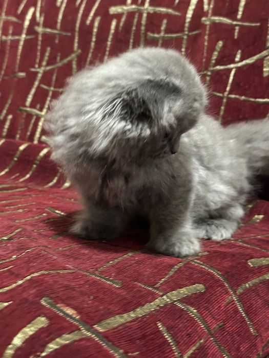 Котенок..мальчик