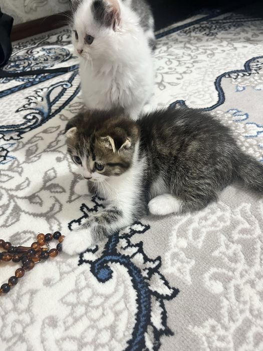 Кошка шотладская самец (скотиш фолд) 2 ойлик хоразмда