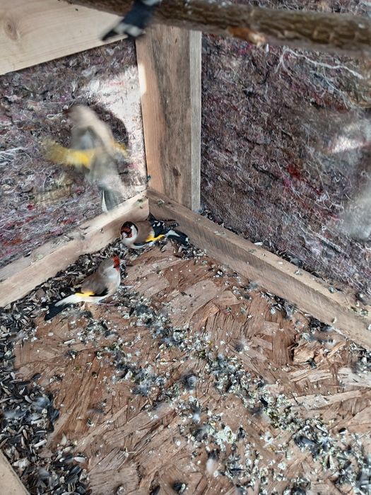 Продам шеглов отборные