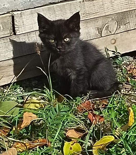 Отдам     котят.