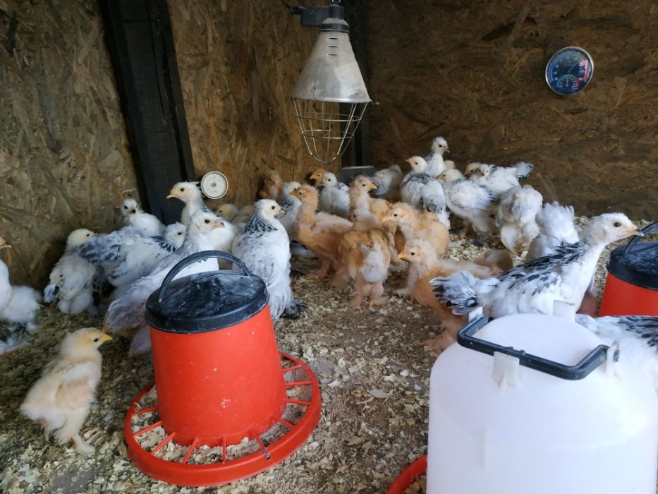 vand pui brahma herminat deschis cochinchina negru, bobat și galben