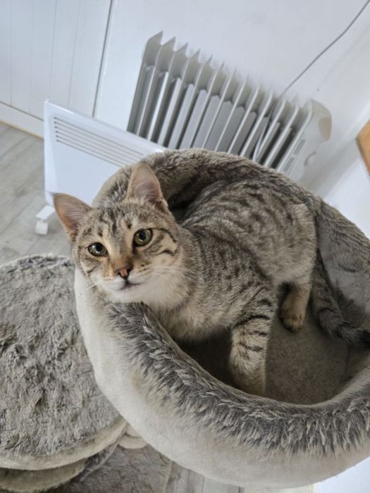 Кот 6 месяцев, зовут Симба