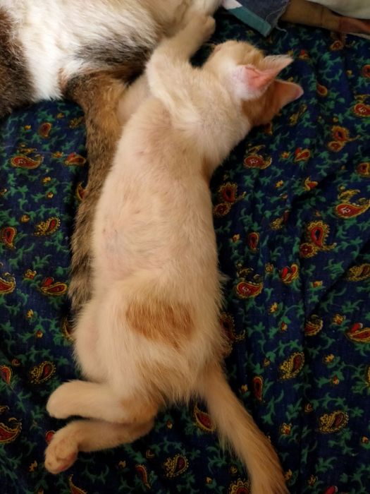 Отдам в добрые руки котенка девочку