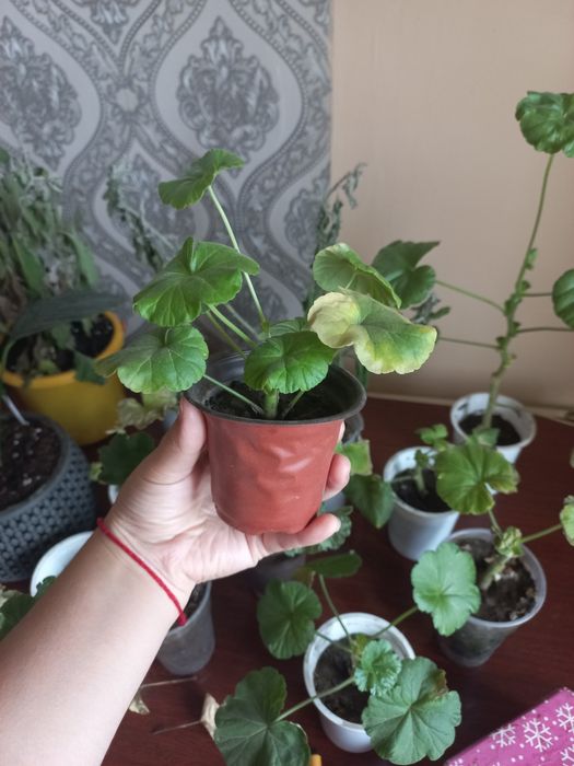 Продам алоэ и герань