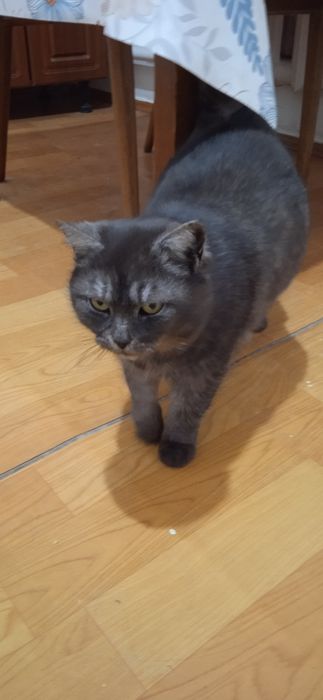 Кошка в добрые руки