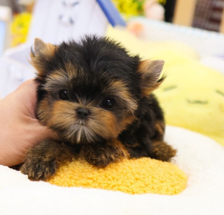 Yorkshire terrier talie mica