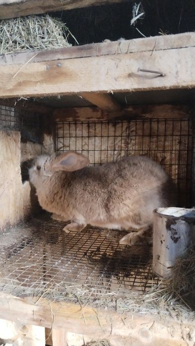 Продам кроликов французский барашек
