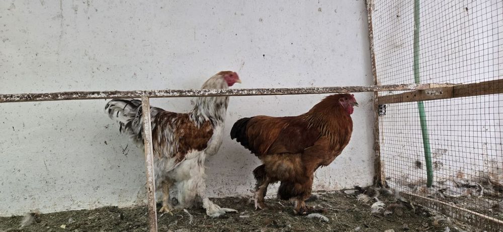 Брама хурозлари сотилади