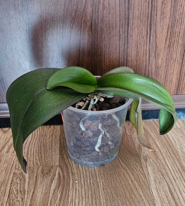 Орхидеи фаленопсис Монпелие, Kimono, Монтрьо, Grosseto