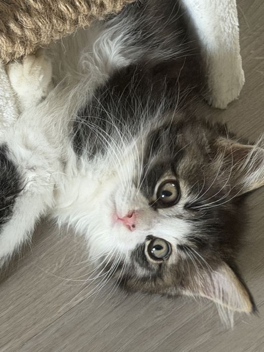 Котенок 2 мес ищет дом