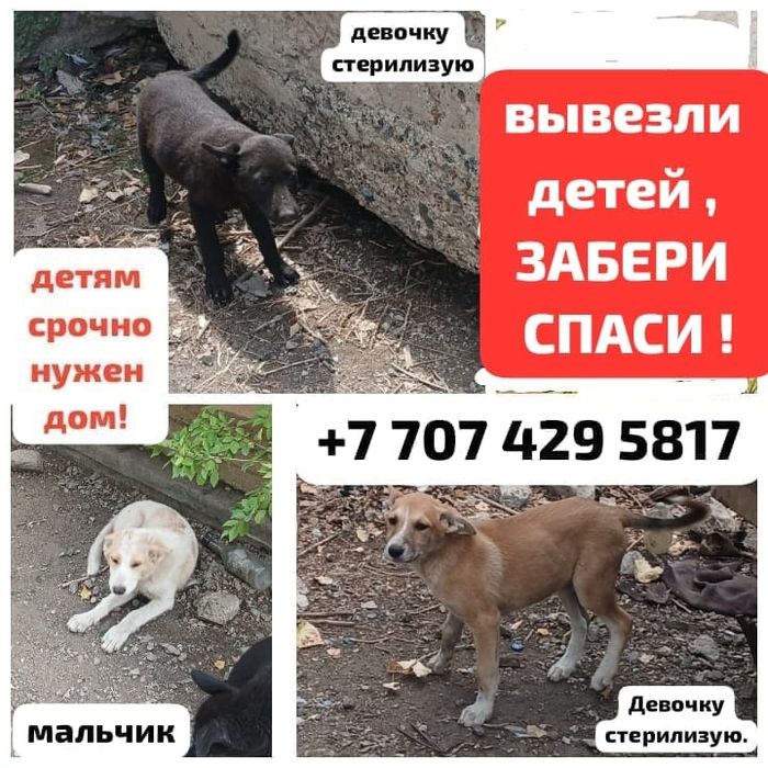 Щенки в добрые руки