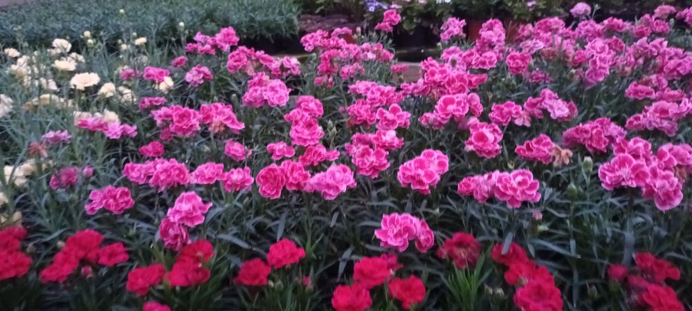 Flori 1-8martie cyclamen,garofite,zambile