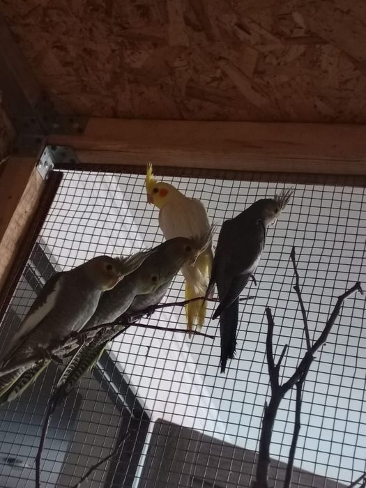 Птенцы кореллы 1,5 месяца