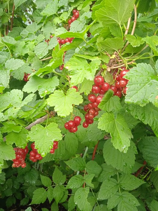 Продам ягоды вкусные