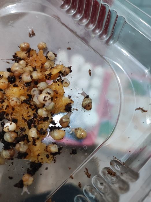 Продам улиток Ахатин от 300тг