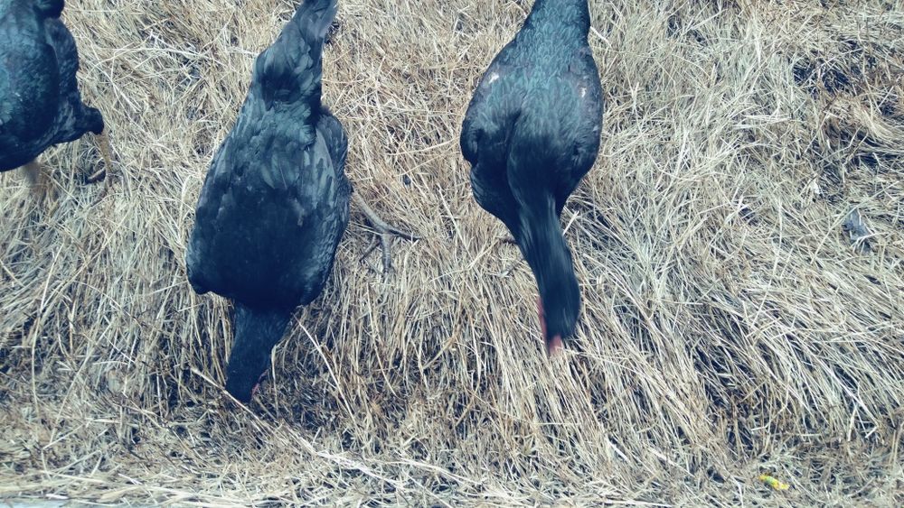 Kurk dakan tovuq sotiladi