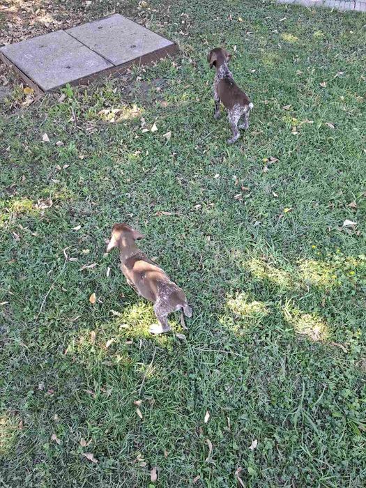 Курцхаар две мъжки кучета