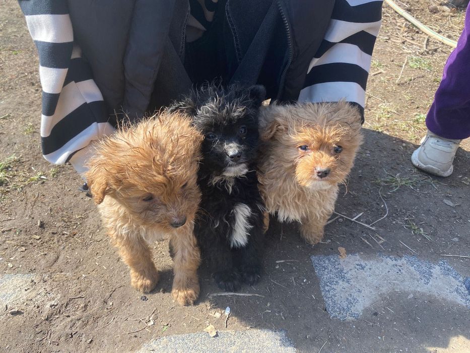 Отдам щенков Бишон фризе