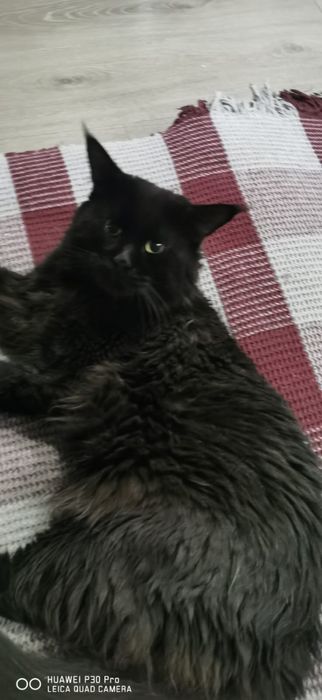 Мейн кун котята  мальчик и 2 девочки