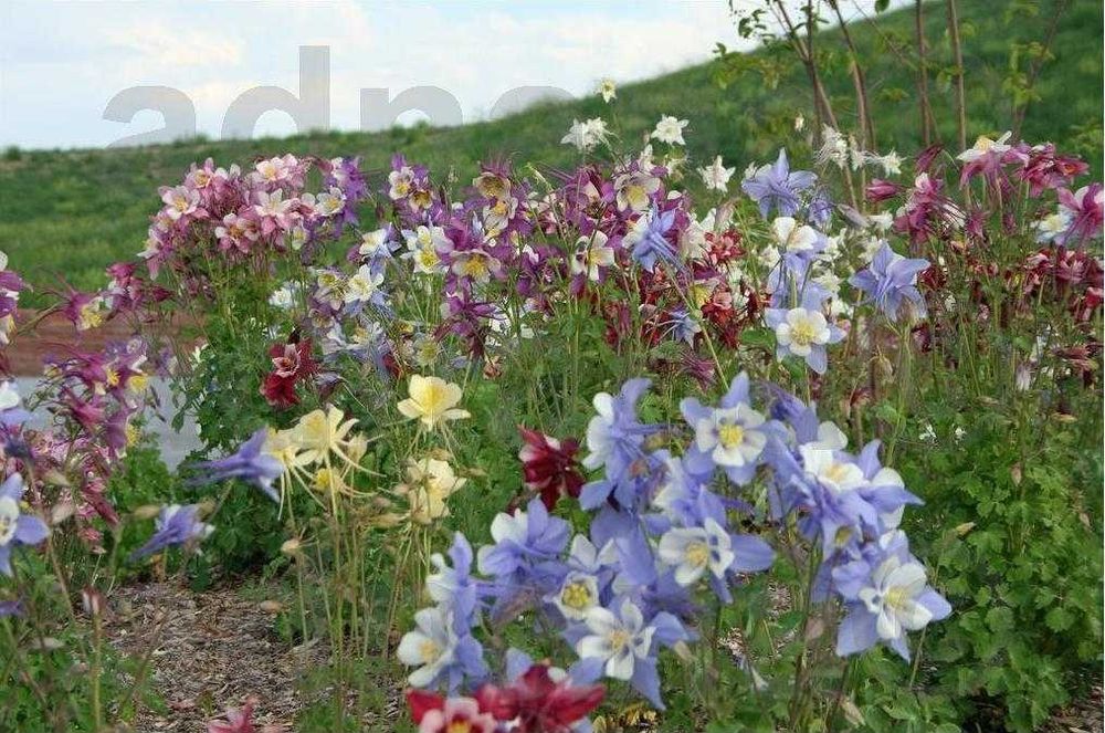 Plic 800 seminte Caldaruse - Aquilegia - Mix de culori