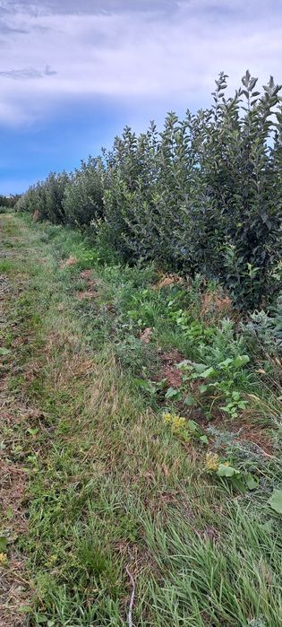 продам яблоневый сад