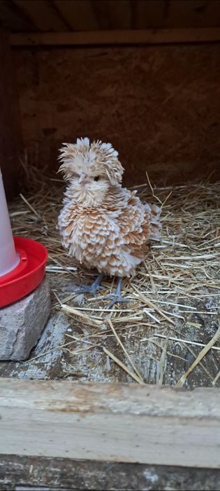 Vand oua de paduana frezata si nefrezata chamois