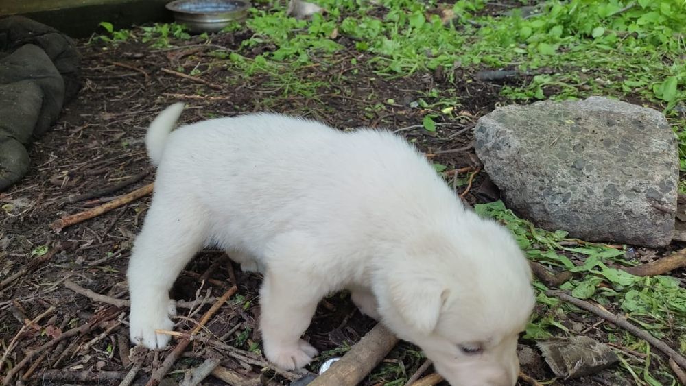 Отдам в добрые руки