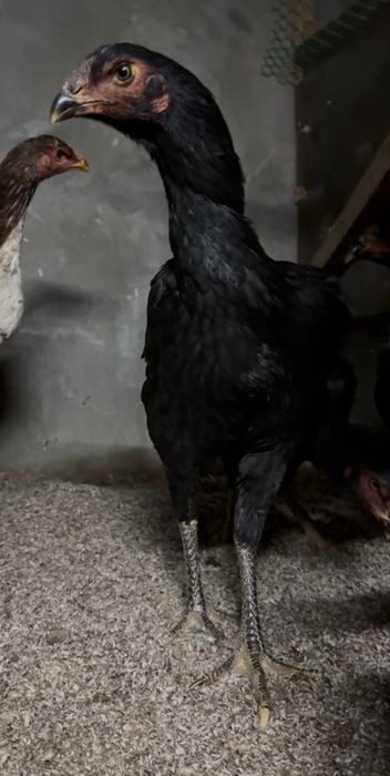 Dakan,makyon,жожа,joja,tovuq,макёнлар,товук,bobo jojalar,жожа,жожалар