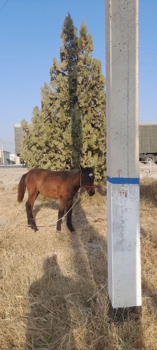 Тойлар сотилади.