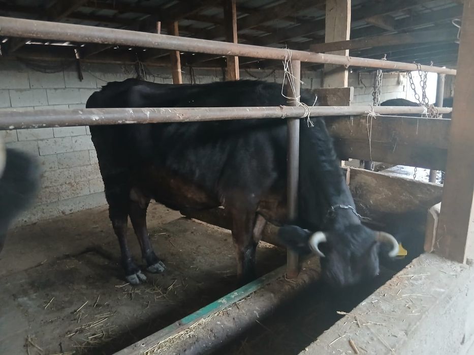 Продам двух стельных коров