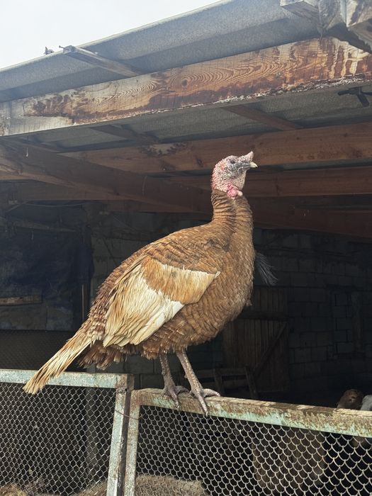 Продам Индюков