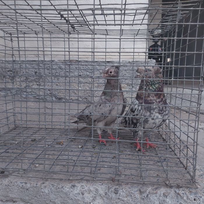 Челкар двух чуби пара гатовый