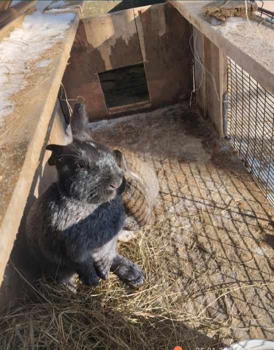 Кролик,2 самка самец