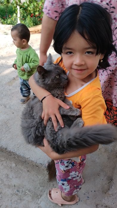 Mushuk  sotiladi rangi kulrang tusga ega bu