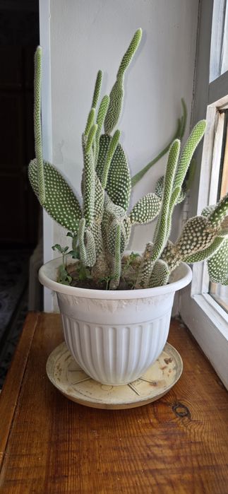 Продам комнатное растение